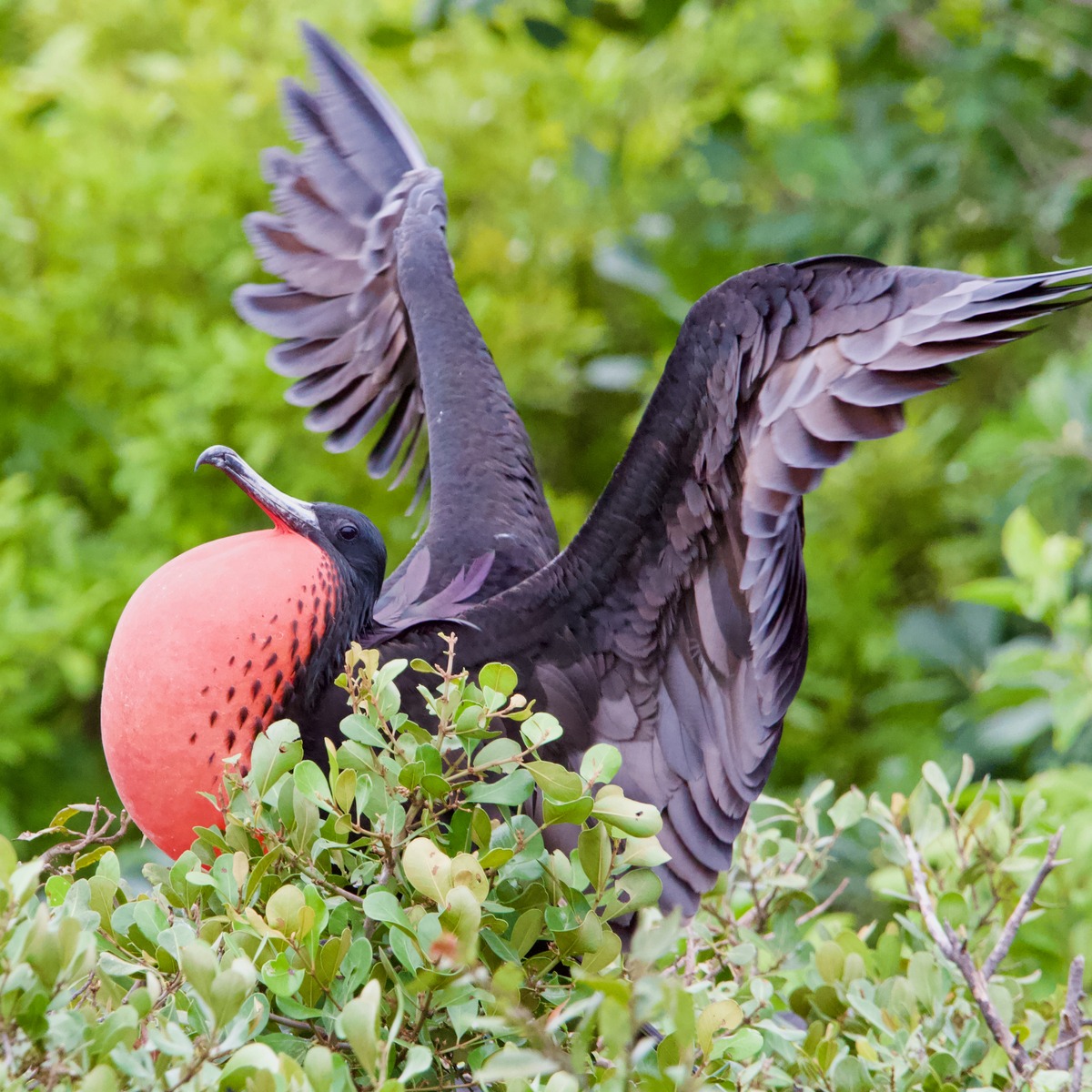 آموزش آشنایی با زیست‌شناسی: تنوع زیستی
