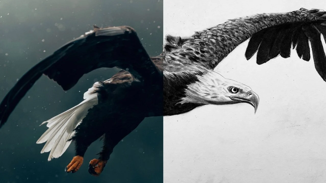 آموزش آزاد کردن پتانسیل طراحی زغال چوب شما – بخش اول | چگونه عقاب سر سفید طراحی کنیم
