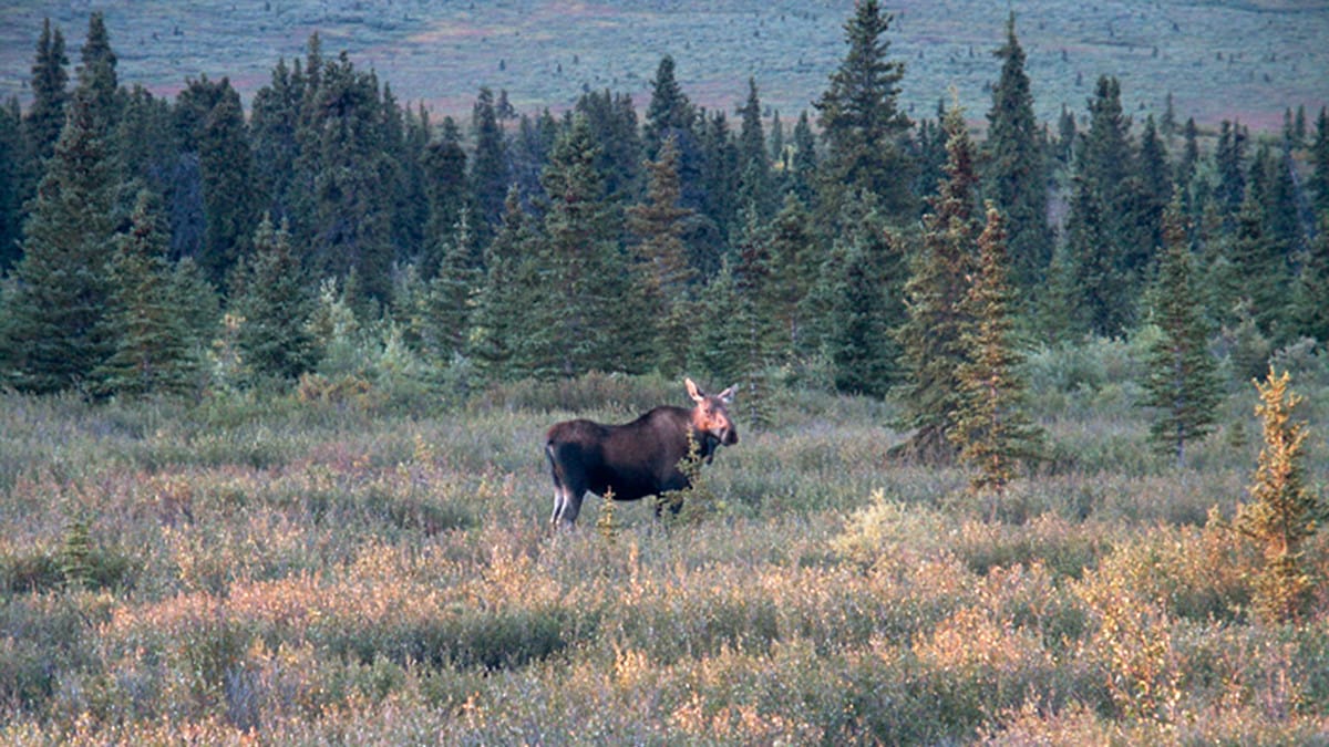 آموزش تصحیح رنگ فتوشاپ: کنتراست کم