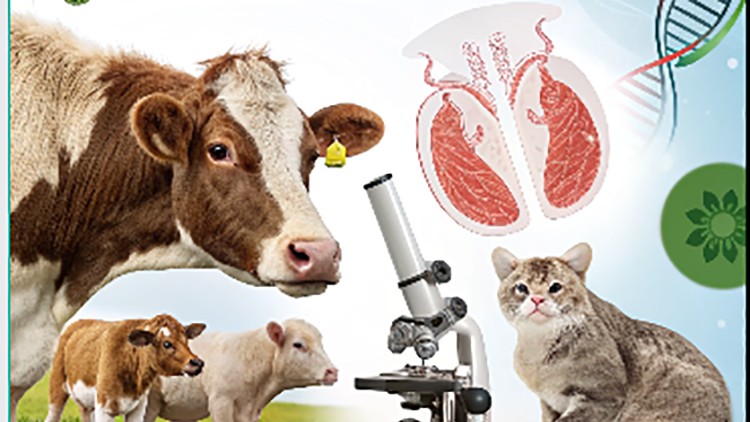 آموزش تولید مثل حیوانات: آناتومی، فیزیولوژی و بیوتکنولوژی

