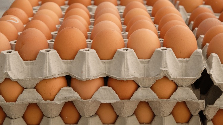 آموزش راهنمای جامع پرورش موفق مرغ تخمگذار
