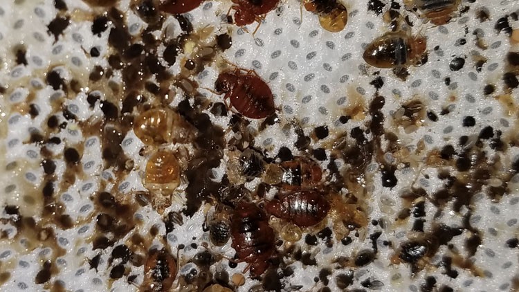 آموزش چگونه سوسک تختخواب را حرفه ای از بین ببریم
