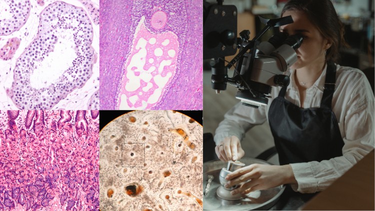 آموزش هیستولوژی انسانی برای دانشجویان پزشکی | ۶ ساعت | ۳۳ ویدیو

