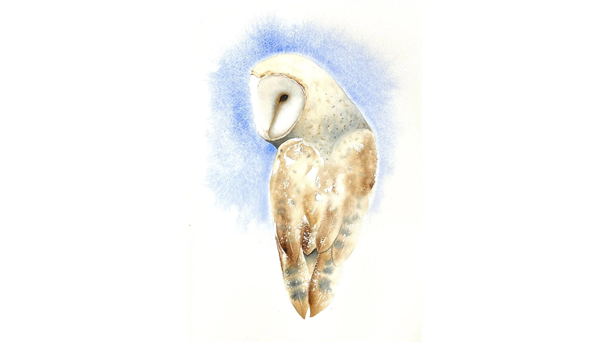 آموزش نقاشی جوجه تیغی با تکنیک خیس در خیس (Barn Owl Watercolour - Practicing Wet in Wet)
