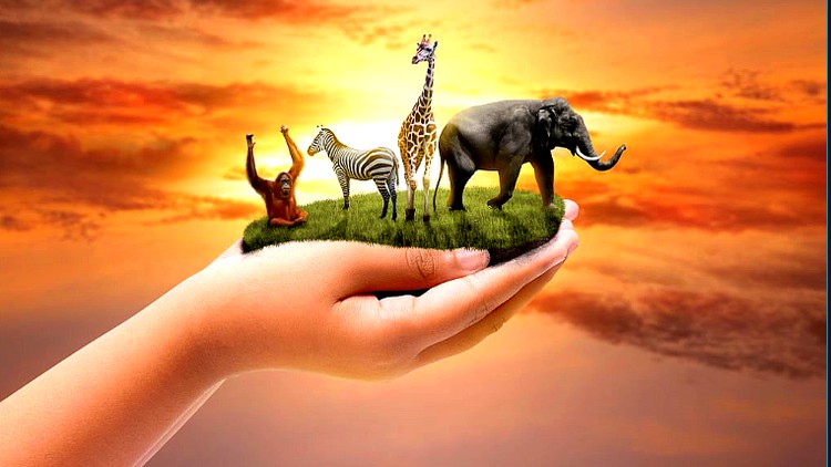 آموزش انرژی درمانی ری کی حیوانات: گواهینامه کامل انرژی درمانی ری کی برای حیوانات!
