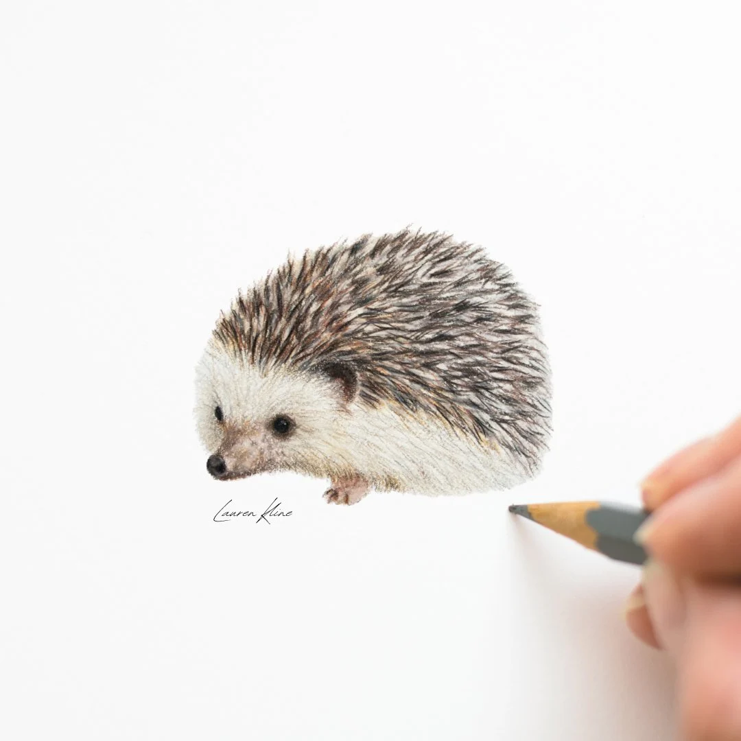 آموزش گام به گام نقاشی جوجه تیغی برای مبتدیان

