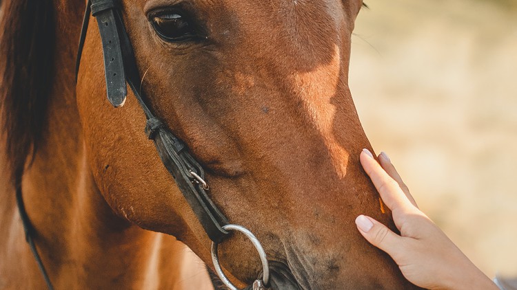 تمرینات حسی و آرامش بخش با کمک اسب
