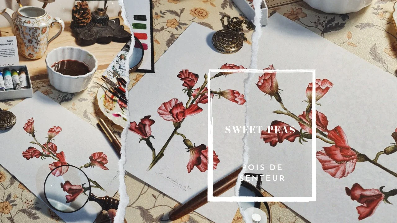 آموزش نقاشی آبرنگ گل نخود شیرین واقع‌گرایانه برای همه سطوح

