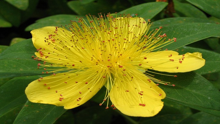 آموزش گیاه شناسی :: گواهی شناسایی و برداشت گیاهان دارویی
