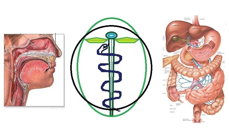 آموزش دکترای طب طبیعی دیپلم پیشرفته
