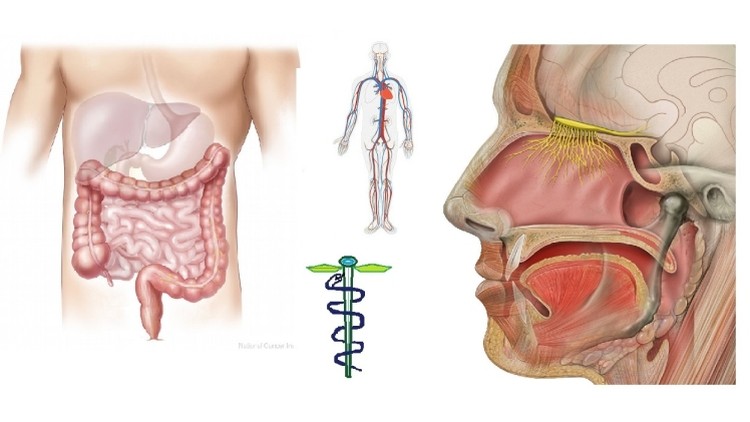 آموزش دکترای طب طبیعی
