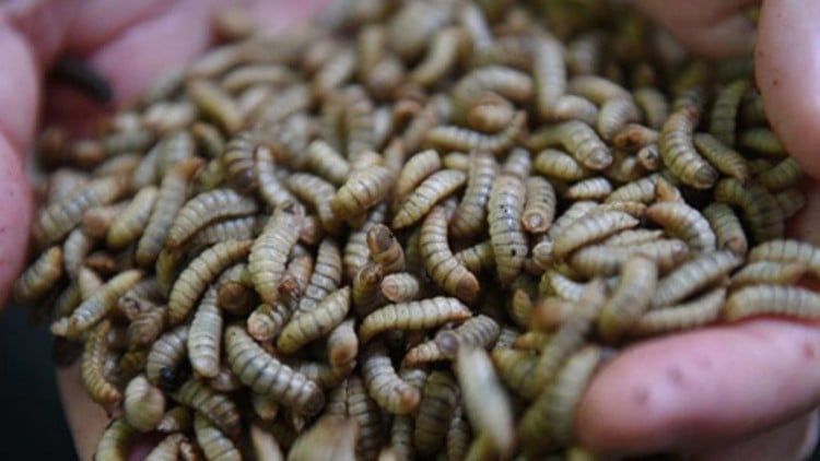 آموزش مبانی پرورش سرباز سیاه: پروتئین پایدار برای طیور

