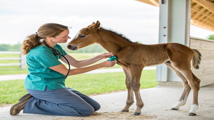آموزش طب نوزادی اسب: تضمین آغاز سالم برای کره‌ها

