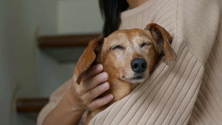 دوره آموزشی مدرک ماساژ سگ
