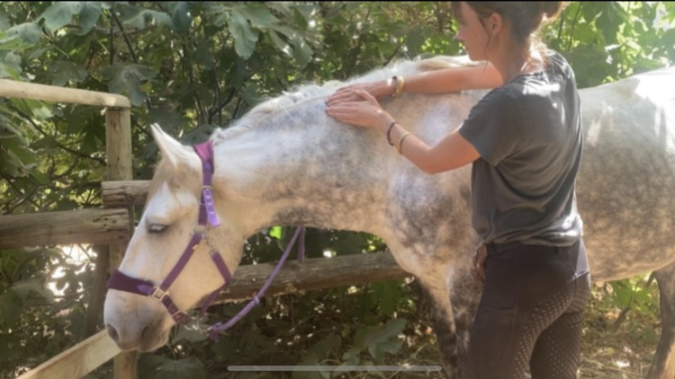 آموزش ماساژ بدن اسب برای مبتدیان - درس اول: گردن
