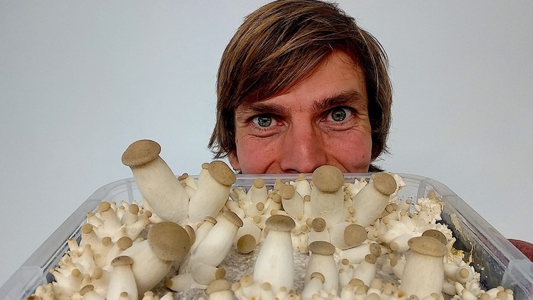 آموزش پرورش قارچ برای درمان و تحول
