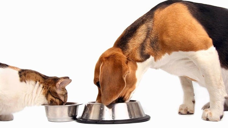 آموزش دیپلم حرفه‌ای نگهداری از حیوانات خانگی
