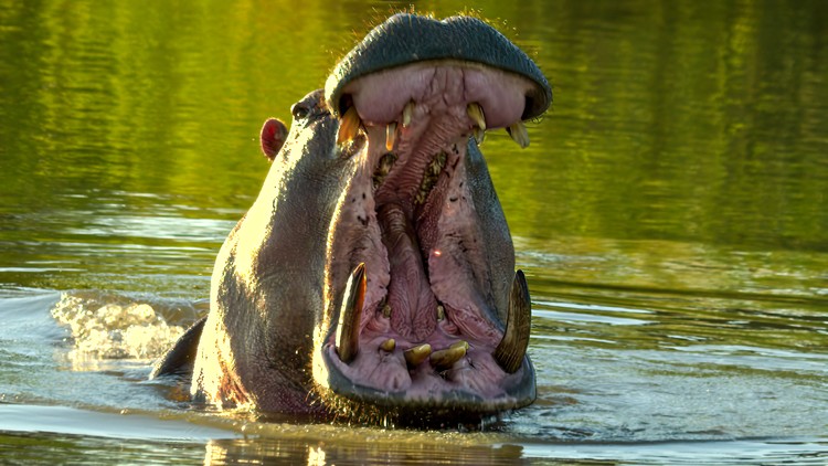 آموزش عکاسی حیات وحش و پرندگان: آسان و حرفه ای

