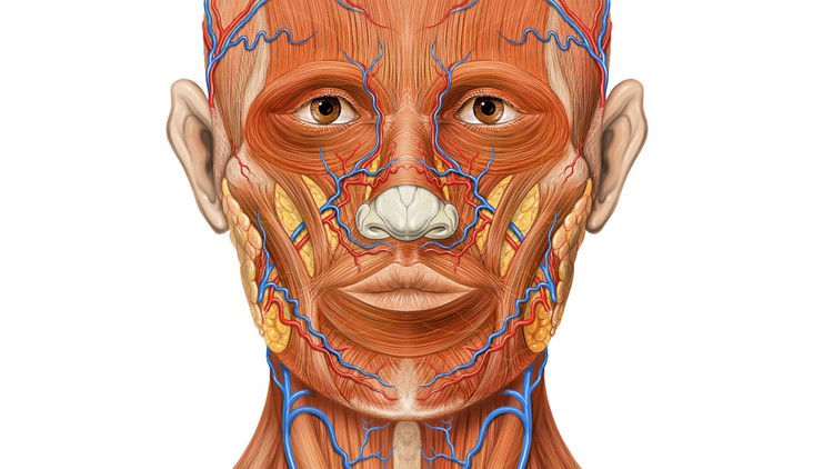 آموزش تزریق ژل هیالورونیک اسید برای زاویه‌سازی فک و بینی
