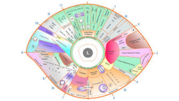 آموزش مقدمه‌ای بر عنبیه‌شناسی

