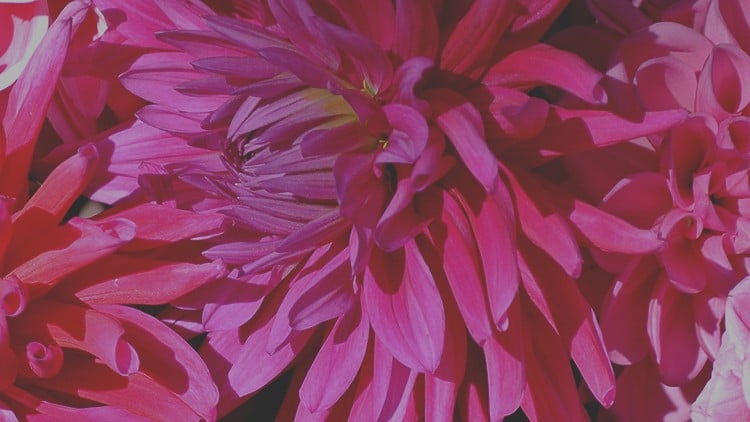 آموزش یائسگی قدرتمند با کارولین کاوان
