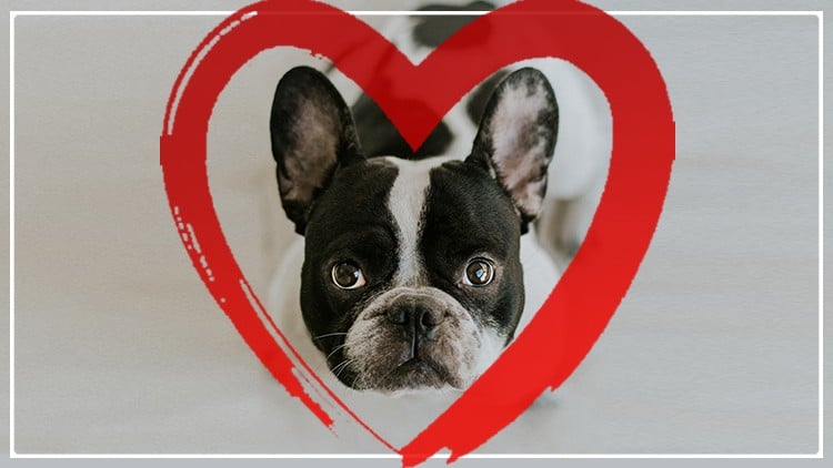 آموزش سگ بدون تنبیه: طرح ۳۰ روزه برای داشتن سگ بی نقص

