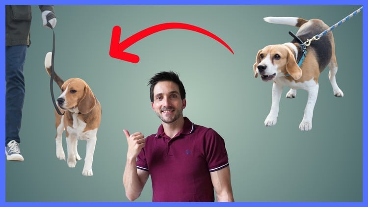 اصول آموزش سگ و اصلاح رفتار سگ
