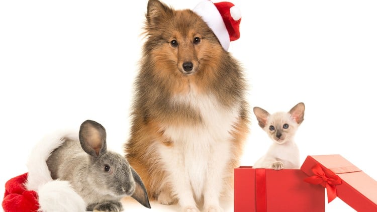 آموزش روانشناسی حیوانات: رفتار حیوانات خانگی - (دارای گواهینامه کامل)
