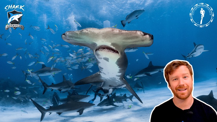 آموزش کوسه ها - راهنمای جامع و کامل
