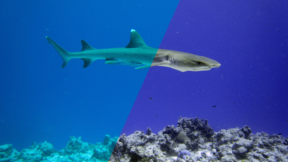 آموزش تصحیح رنگ فتوشاپ: بازیگران رنگ شدید