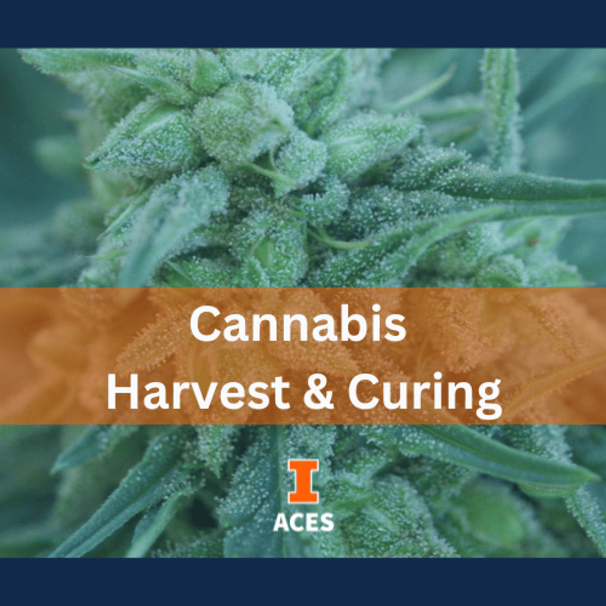آموزش برداشت و کیورینگ شاهدانه (Cannabis)