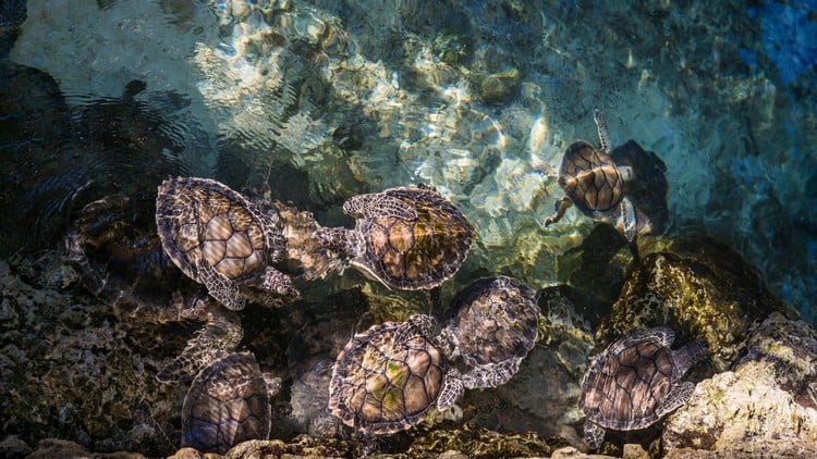 آموزش کوانتوم ریکی برای حیوانات توسط آنتوجای®
