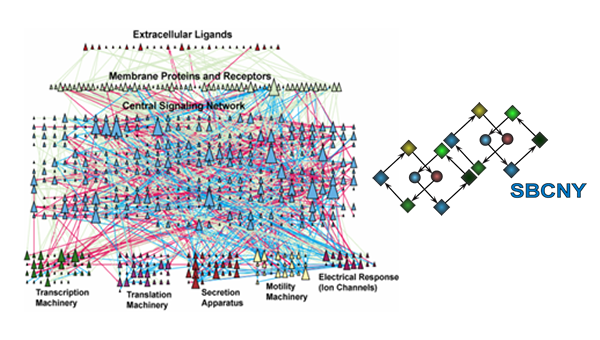آموزش آشنایی با زیست‌شناسی سیستم‌ها (Systems Biology)