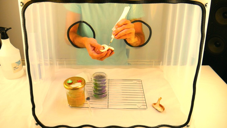 آموزش آزمایشگاه خانگی قارچ
