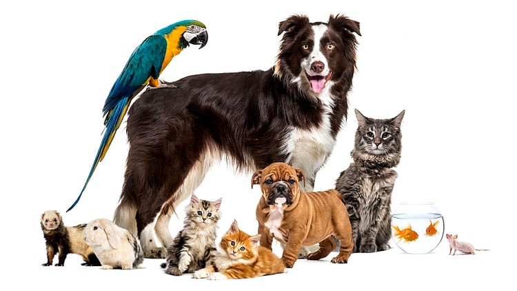 ریکی حیوانات: گواهینامه آموزش انرژی درمانی ریکی حیوانی!
