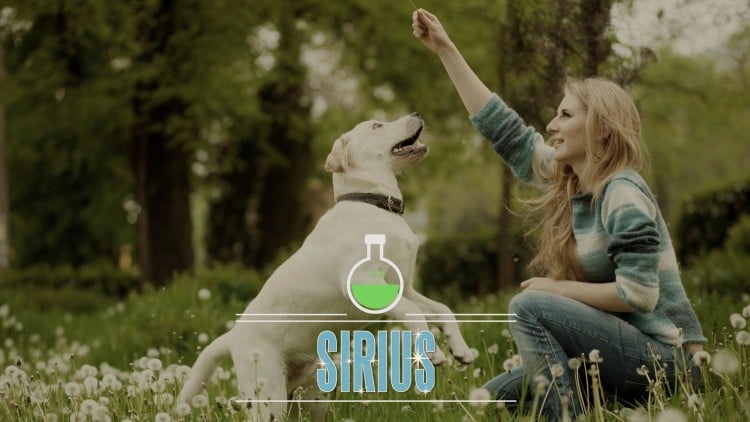 دوره ۳ روزه آموزش علمی سگ با رویکردی دلسوزانه
