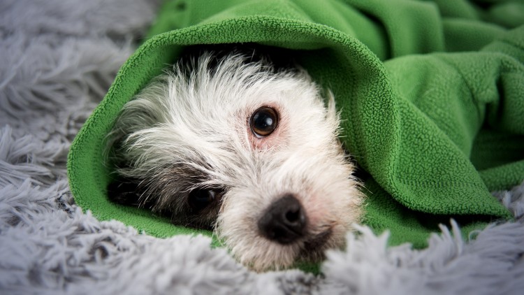 آموزش کمک‌های اولیه برای حیوانات خانگی
