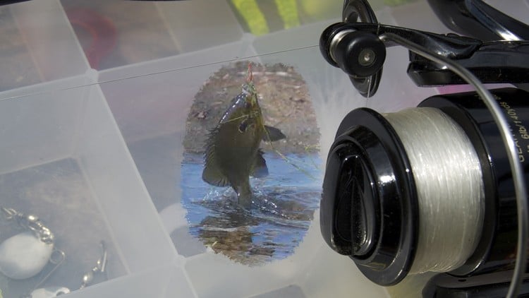 آموزش یاد بگیرید چگونه ماهی بگیرید و فریزر خود را پر کنید

