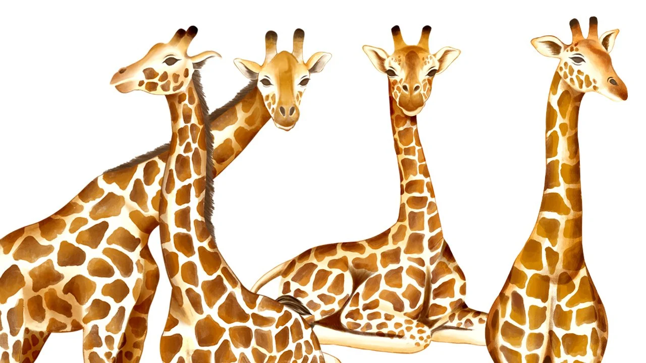 آموزش زرافه ها را به صورت پرولی نشان دهید