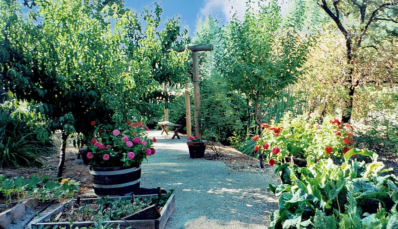 آموزش باغبانی برای مبتدیان: کاشت سبزیجات و گیاهان معطر از بذر
