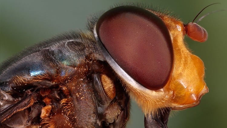 آموزش عکاسی ماکرو و فوکوس استکینگ آسان شد
