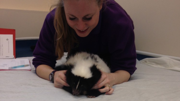 آموزش فیزیوتراپی و توانبخشی "غیر سگی یا اسبی"
