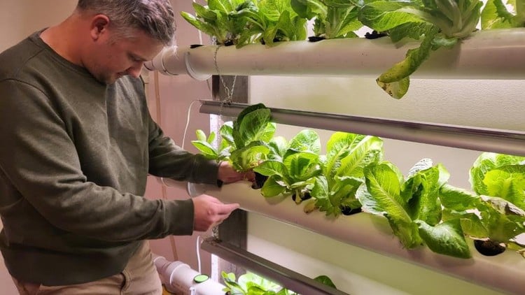 آموزش هیدروپونیک ۱0۱: یاد بگیرید، طراحی کنید و سیستم خود را بسازید
