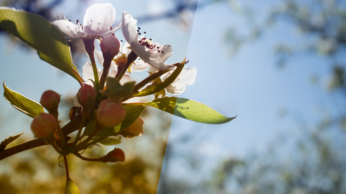 آموزش نیک: جلوه های خلاقانه