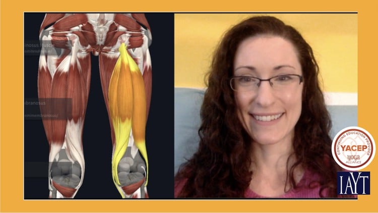 آموزش مبانی آناتومی یوگا: فیزیولوژی و عملکرد عضلات

